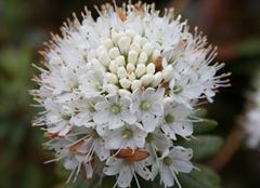 R.groenlandicum Helma